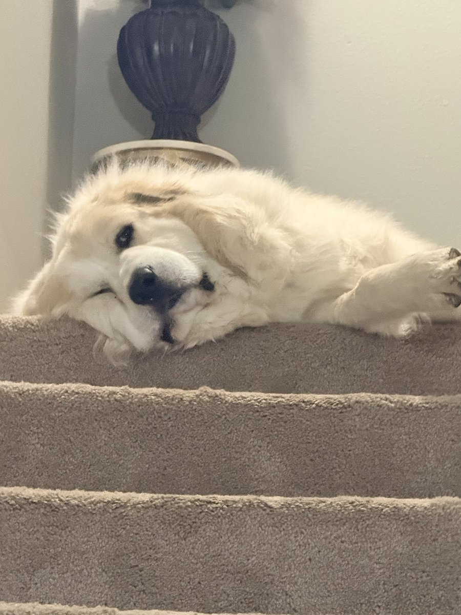 LSydneyFisher's tweet image. A day in the life of Beau. #dogs #GreatPyrenees #mydog