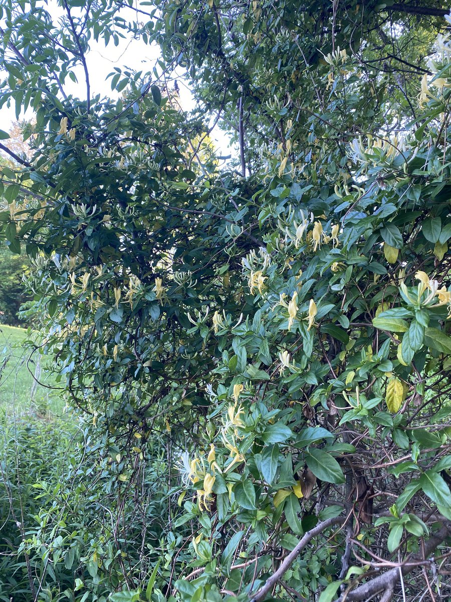 JoeLange tweet media