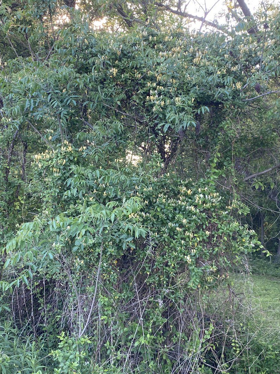 JoeLange tweet media