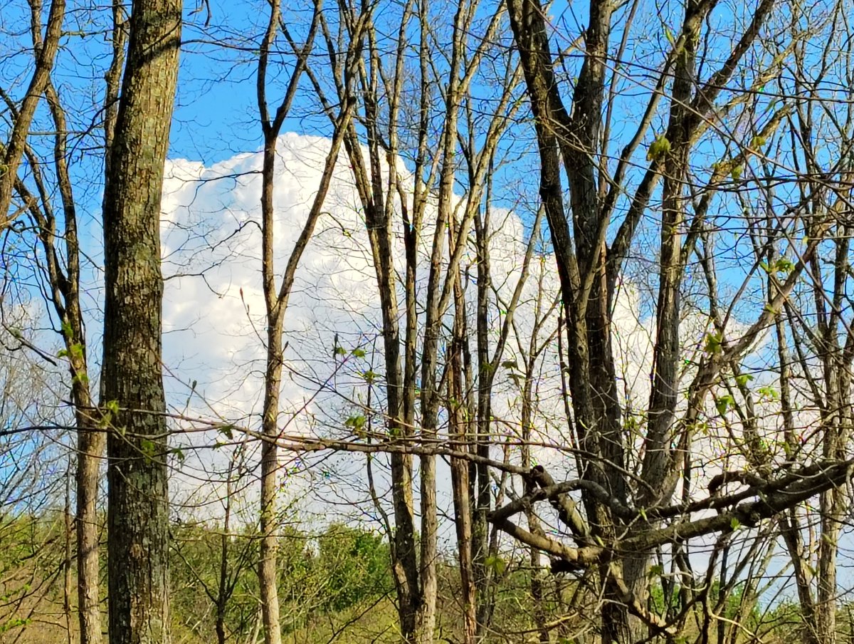 kingdella55's tweet image. Greetings from Ohio #bigfoot