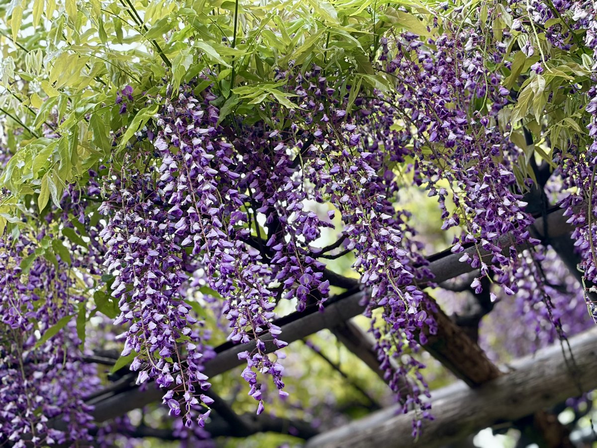 artisan726's tweet photo. 念願の亀戸天神へ
早朝の境内では藤房が静かに揺れる。
この花が雨粒ならば、傘をささずに見惚れていたい。。 https://t.co/ZMzkcXw6TW