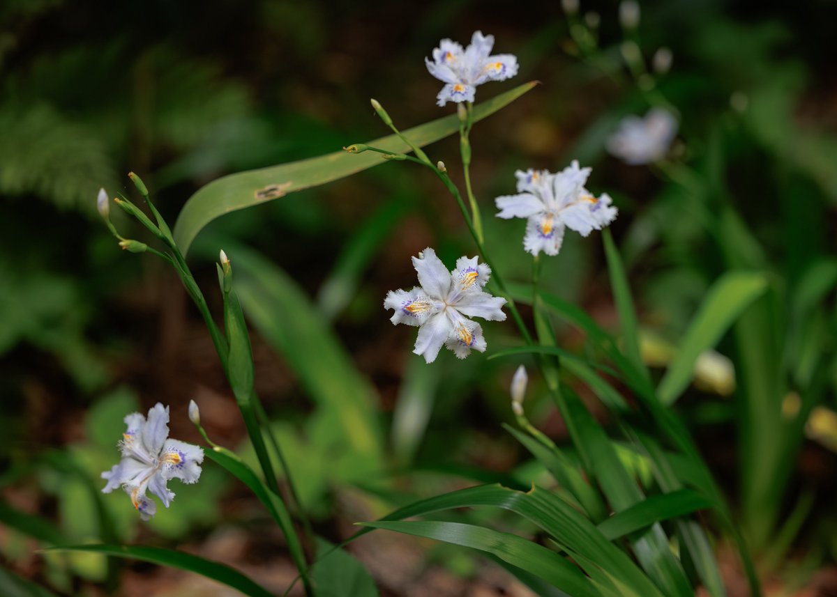 今週末からは三重塔初層特別開扉が始まります！
臨時の季節運行バスも運行いたしますのでHPでチェックしてみてください☺️

【お知らせ】

秘仏特別公開（如意輪観音、弁財天、羅刹天）

4月1日（水）〜5月31日（日）

三重塔初層特別開扉

4月25日（土）〜5月6日（水）

HPにて季節運行バス🚌情報掲載