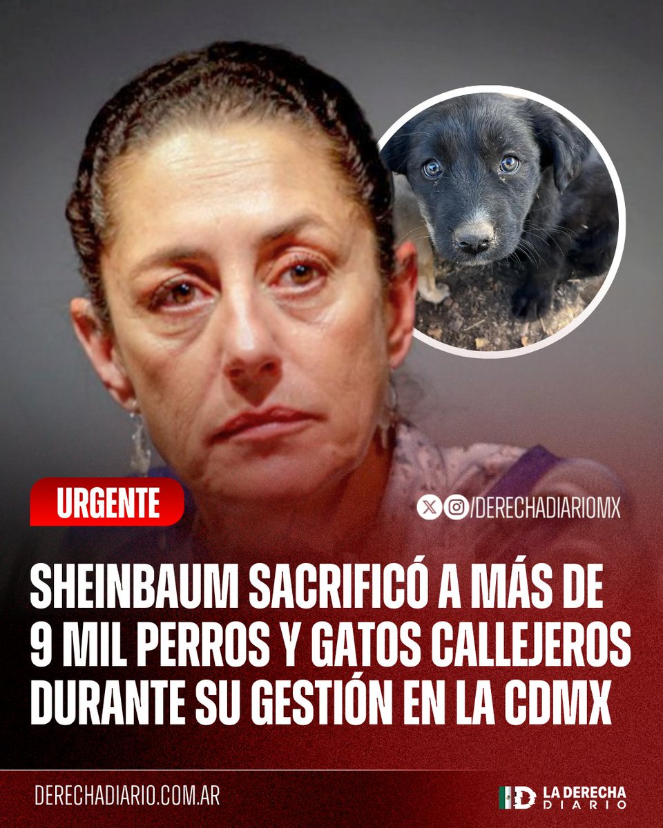 🚨🇲🇽 | #URGENTE CRUELDAD ANIMAL: Durante la gestión de la desgraciada Claudia Sheinbaum en la CDMX, se ejecutaron a más de 9 mil perros y gatos callejeros "rescatados" en los Centros de Bienestar Animal, bajo el argumento de "son sacrificios humanitarios".

Info <a href="/YoAmoaLaCiencia/">Lucía Hernández | Amo La Ciencia</a>
