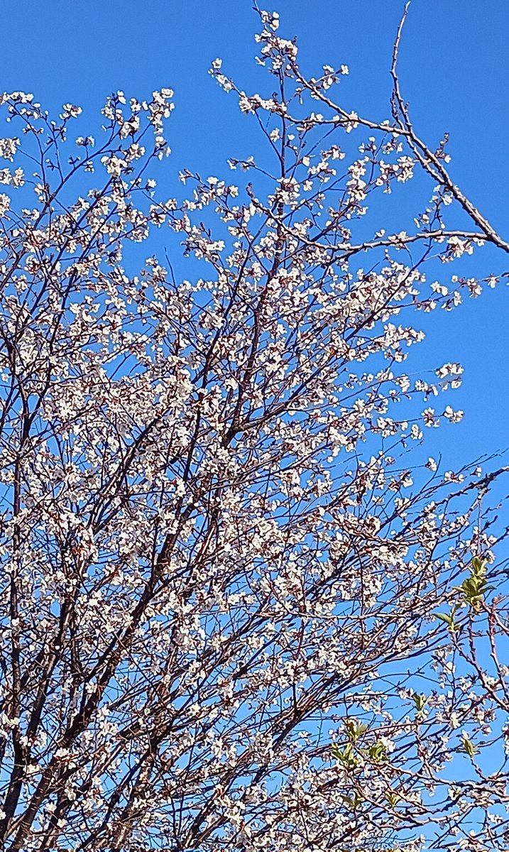 Sumeragi菜々子Smith tweet media