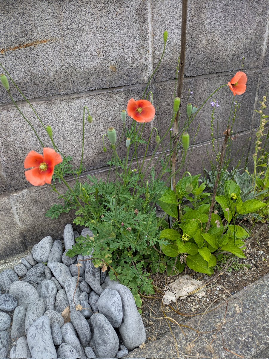 青色BRZ tweet media