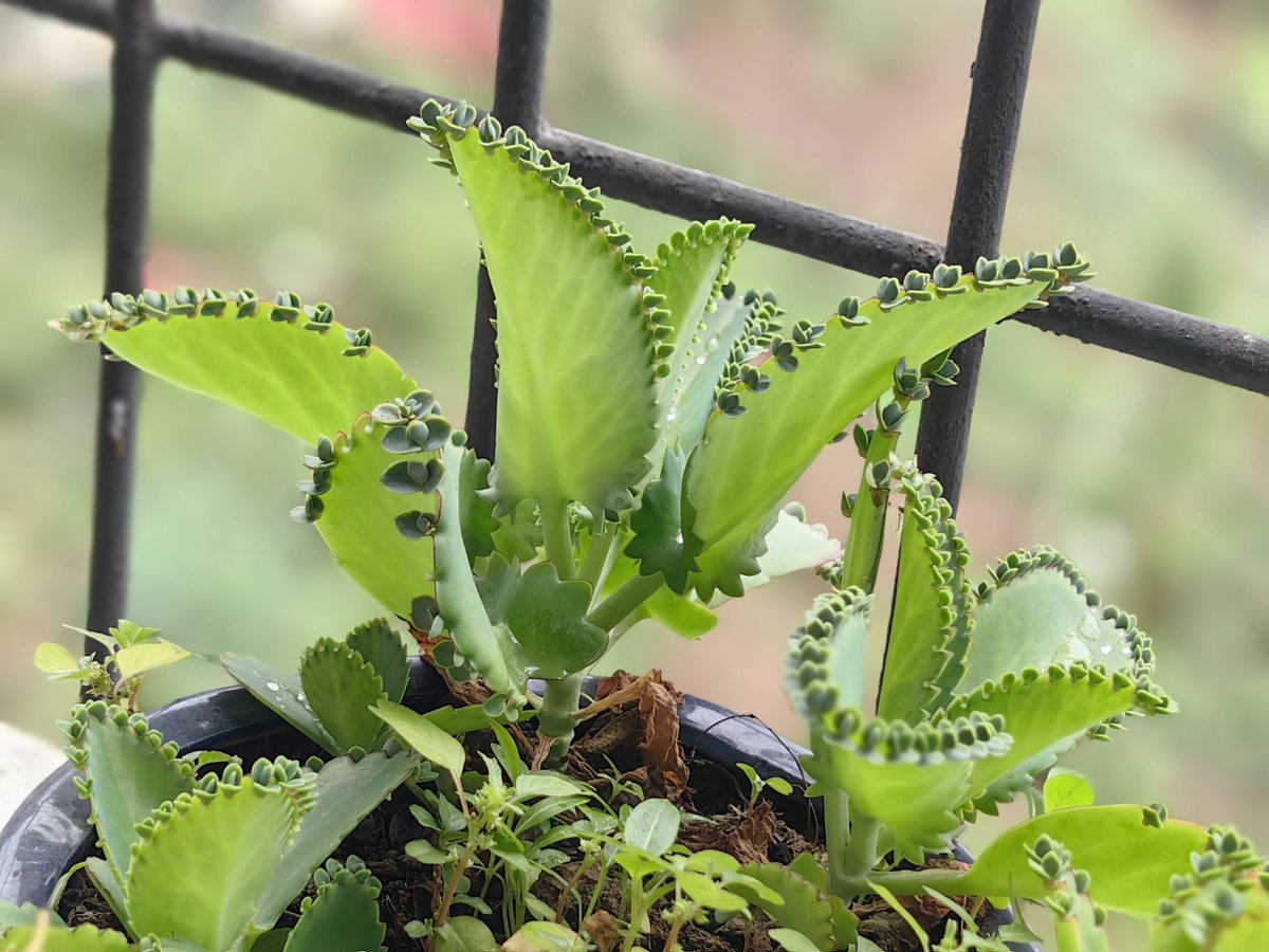 YosiSM1's tweet image. "Turn an old glass jar into a cute plant pot!  Just add pebbles, soil u0026 a succulent—zero waste, full charm. What’s your go-to upcycle #UpcycleHacks #EcoFriendly"