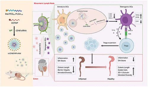 Immune_News's tweet image. Jilin University researchers developed maleimide (Mal)-modified PEG-PLGA #nanoparticles for the targeted delivery of siCD40 to #DendriticCells in the gut and mesenteric lymph nodes. 

🔎 Learn more: bit.ly/4tyMoxs