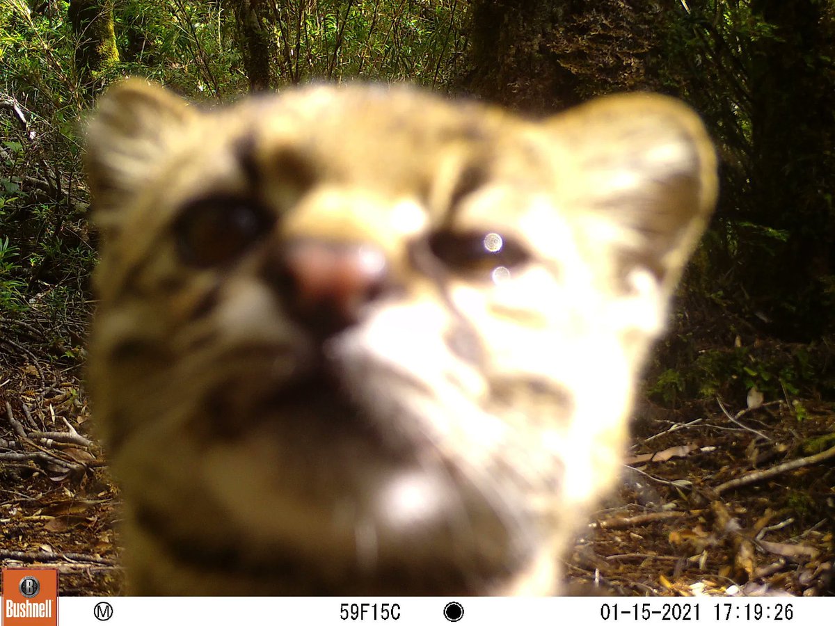 trailcam (@trail_cams) on Twitter photo 