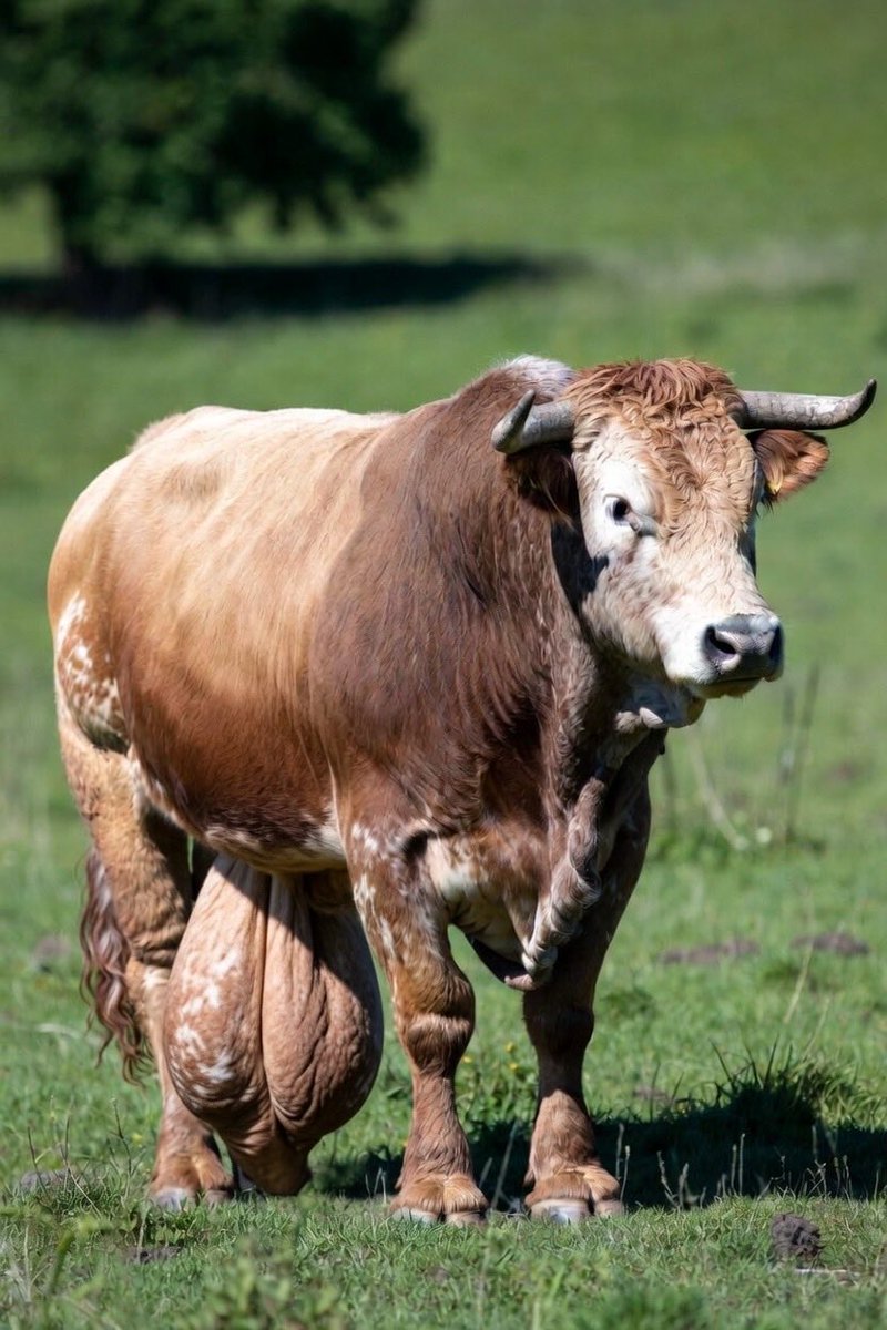Floridashing's tweet photo. @hodlrr17 This cow is hung as well https://t.co/FMPzPeqztb