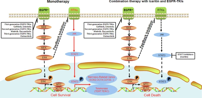 cancerscnews's tweet photo. Scientists investigated the mechanism by which STAT3 signaling mediates drug resistance.
They reported in @BrJCancer that STAT3 regulates the expression of #stemness markers, which contribute to drug resistance. π§«
π https://t.co/G9FRCDeoFG https://t.co/VzGyPAn0Pz