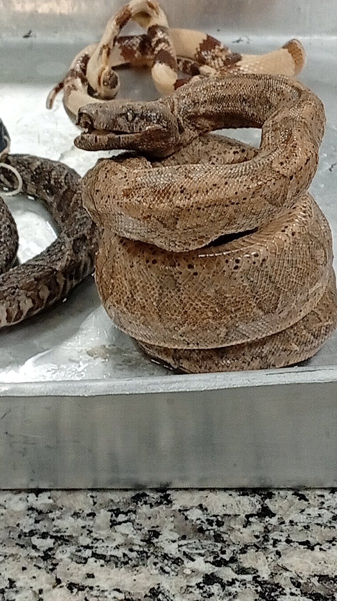 𓋹 𝐂ąɧ 🦇 tweet media