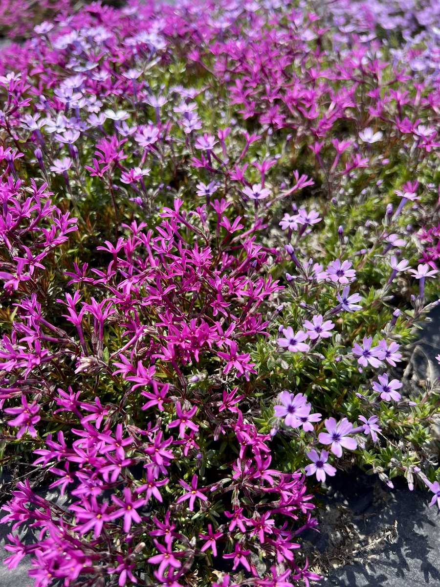 北海道木古内町観光協会 tweet media