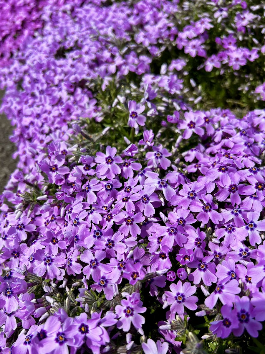 北海道木古内町観光協会 tweet media