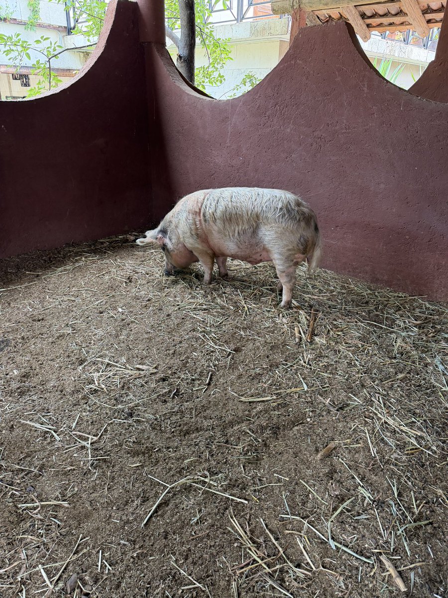 Cuando lo bajamos del camión estaba muy asustado. Lloraba. A mí se me estrujó el corazón. El no sabía que ya iba a estar a salvo.

Los cerdos son animales empáticos, brillantes, cariñosos y curiosos. Merecen vidas distintas, mejores. Merecen dignidad.

Va a vivir en un santuario