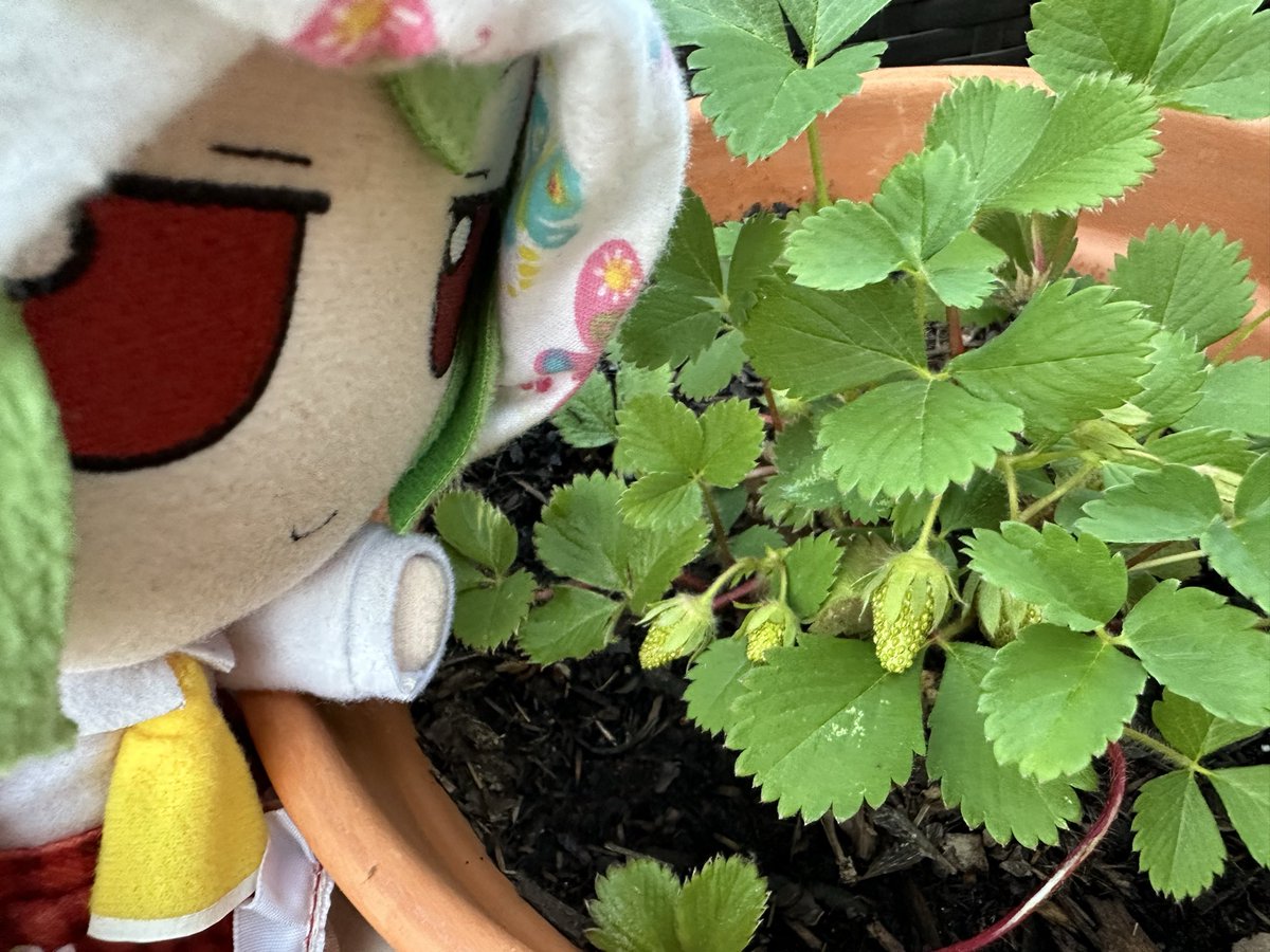 fumo yuuka's little gardens tweet media