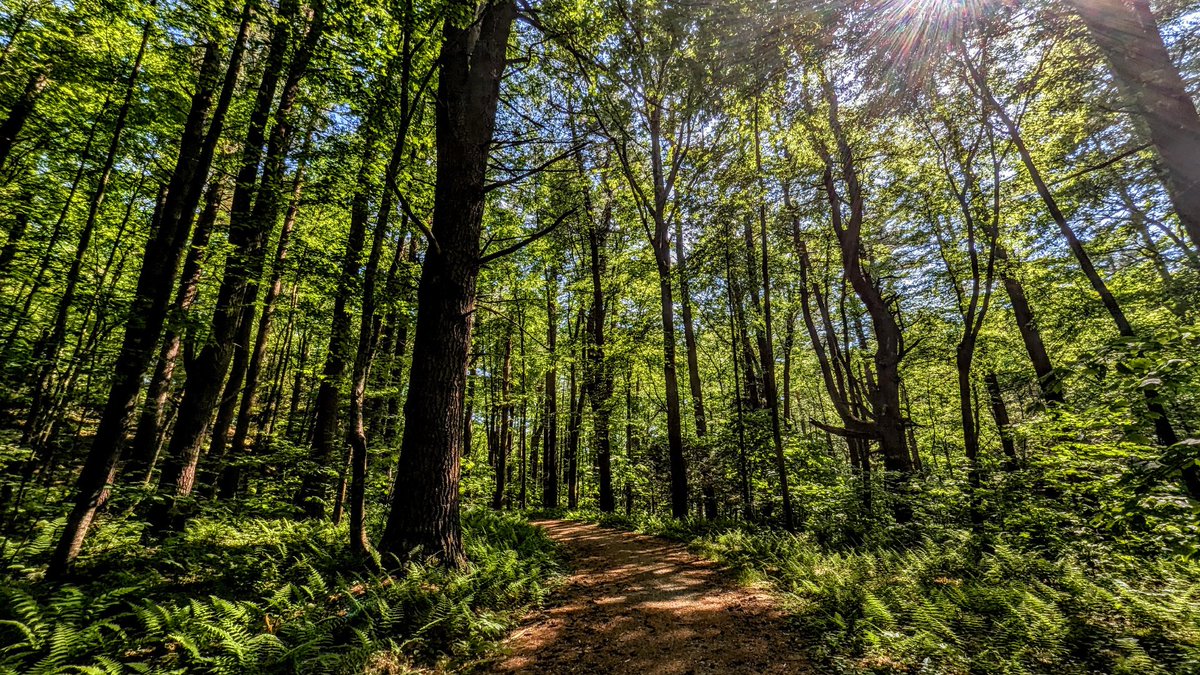GSteffanos's tweet image. Old woods road through the lush ferns and tall trees, Mattatuck Trail, White Memorial Foundation, Morris, Connecticut. June 4, 2025, 4:05 PM.

#hiking #photography #outdoors #landscapephotography #nature #Connecticut #summer #forest #trail #summertime