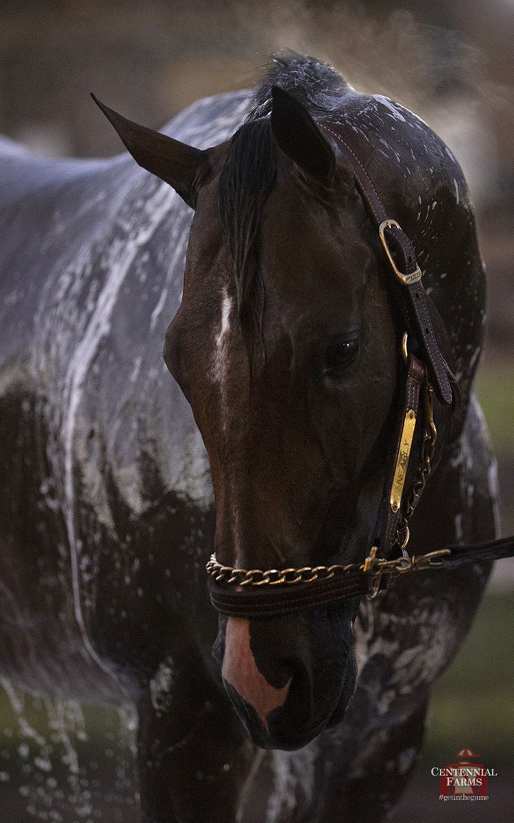 Centennial_Farm's tweet image. You've heard us say it before, but some #WednesdayWisdom never gets old - put the #horsefirst &amp;amp; #patiencepaysoff. As reported by the great @DRFGrening, Nearly is getting a break at our farm in #Middleburg. 60 easy days and we'll see him reunite with @PletcherRacing in #Saratoga!