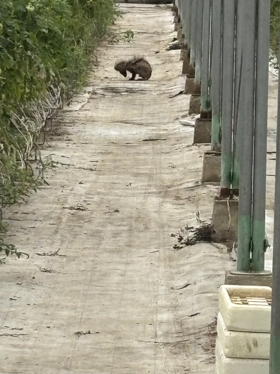 トマ吉@トマト農家 tweet media