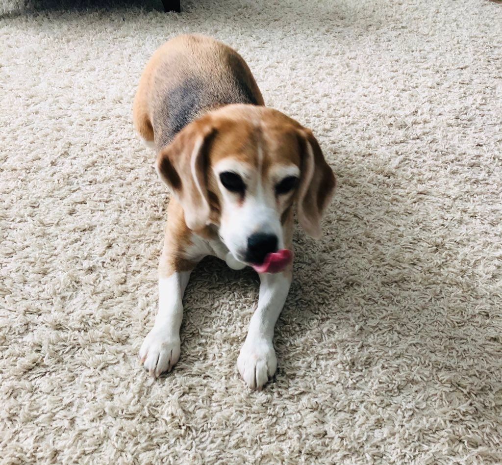 Beagle Facts tweet media