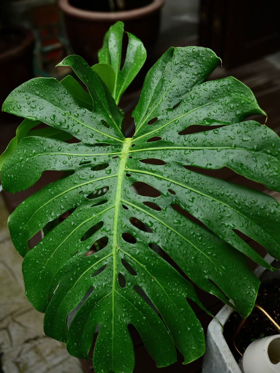 Jocaccia tweet media