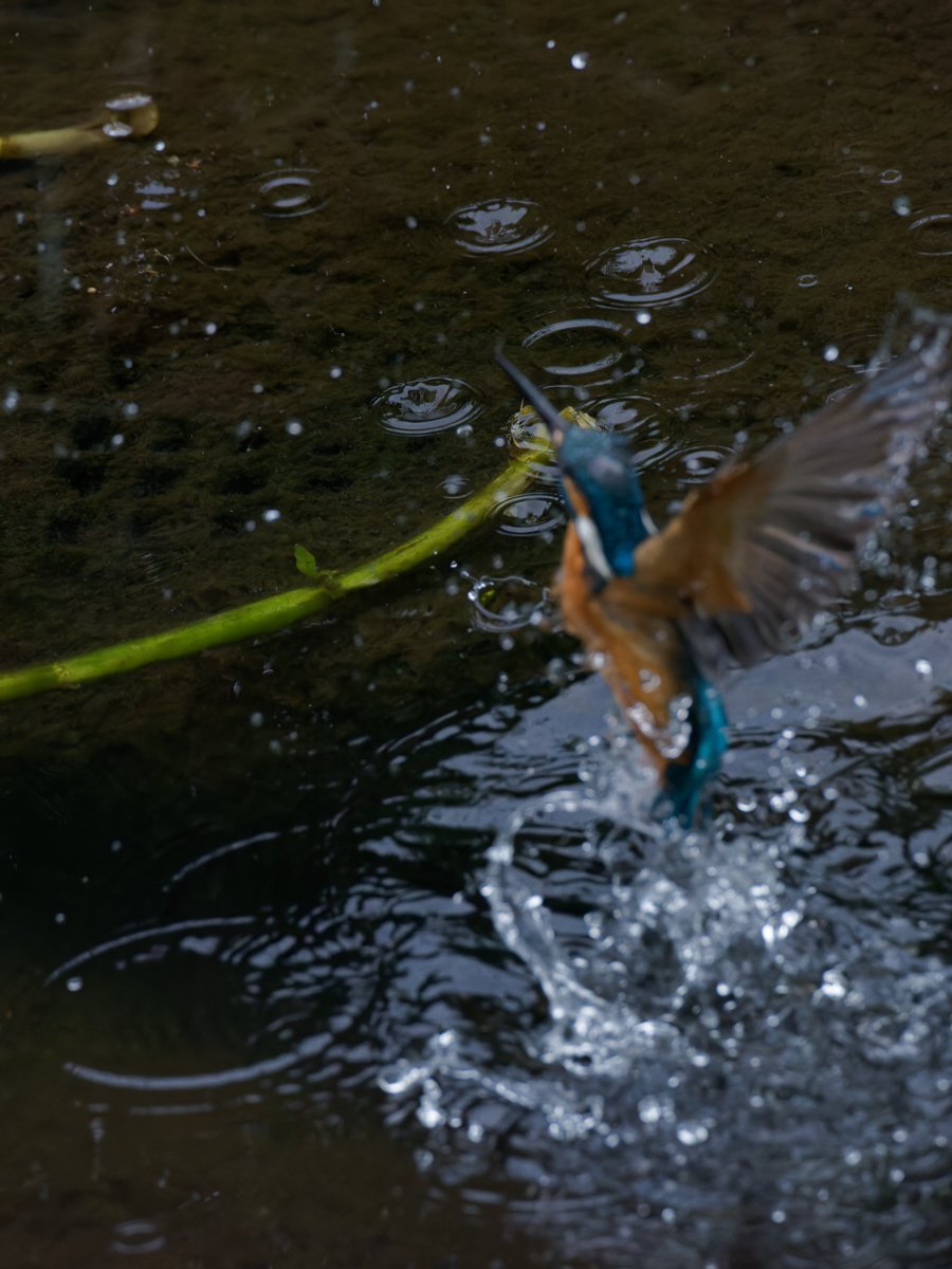OJu_Ju's tweet image. 自分もOM1も頑張ったけど、今日に限って枝がダメだったワタシ・・
#BirdPhotography | #OLYMPUS