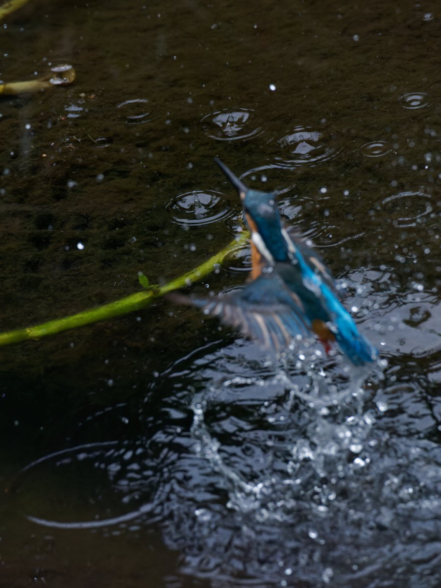 OJu_Ju's tweet image. 自分もOM1も頑張ったけど、今日に限って枝がダメだったワタシ・・
#BirdPhotography | #OLYMPUS