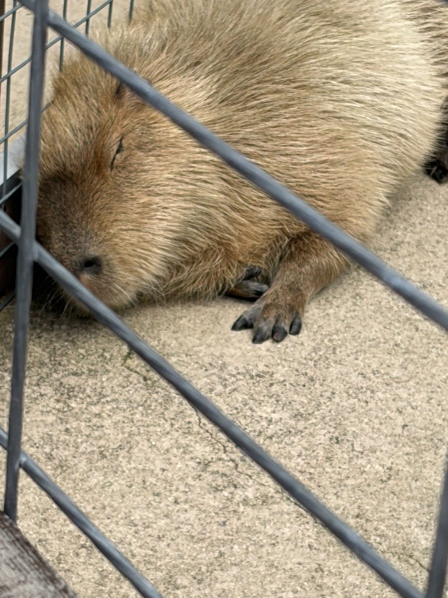 山科晃一(KOICHI YAMASHINA) tweet media