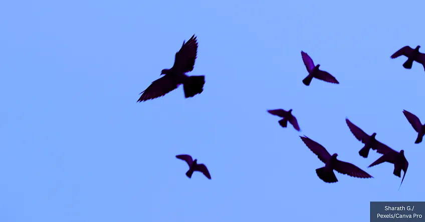 NVICLoeDown's tweet image. Moderna Begins Injecting 4,000 Adults with modRNA Bird Flu Pandemic Vaccine | ow.ly/s2W850YOhri
New avian influenza jab funded with $54 million from Bill Gates' vaccine cartel CEPI.
#Moderna #BirdFlu #Vaccine #AvianInfluenza