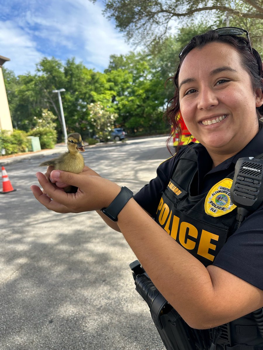 scfdpio's tweet image. What 🍀 lucky duckies 🦆 Seminole County Fire Station 12 &amp;amp; @AltamontePolice helped save ducklings from a storm drain and reunited with mom. 
📍@CityofAltamonte #Springtime