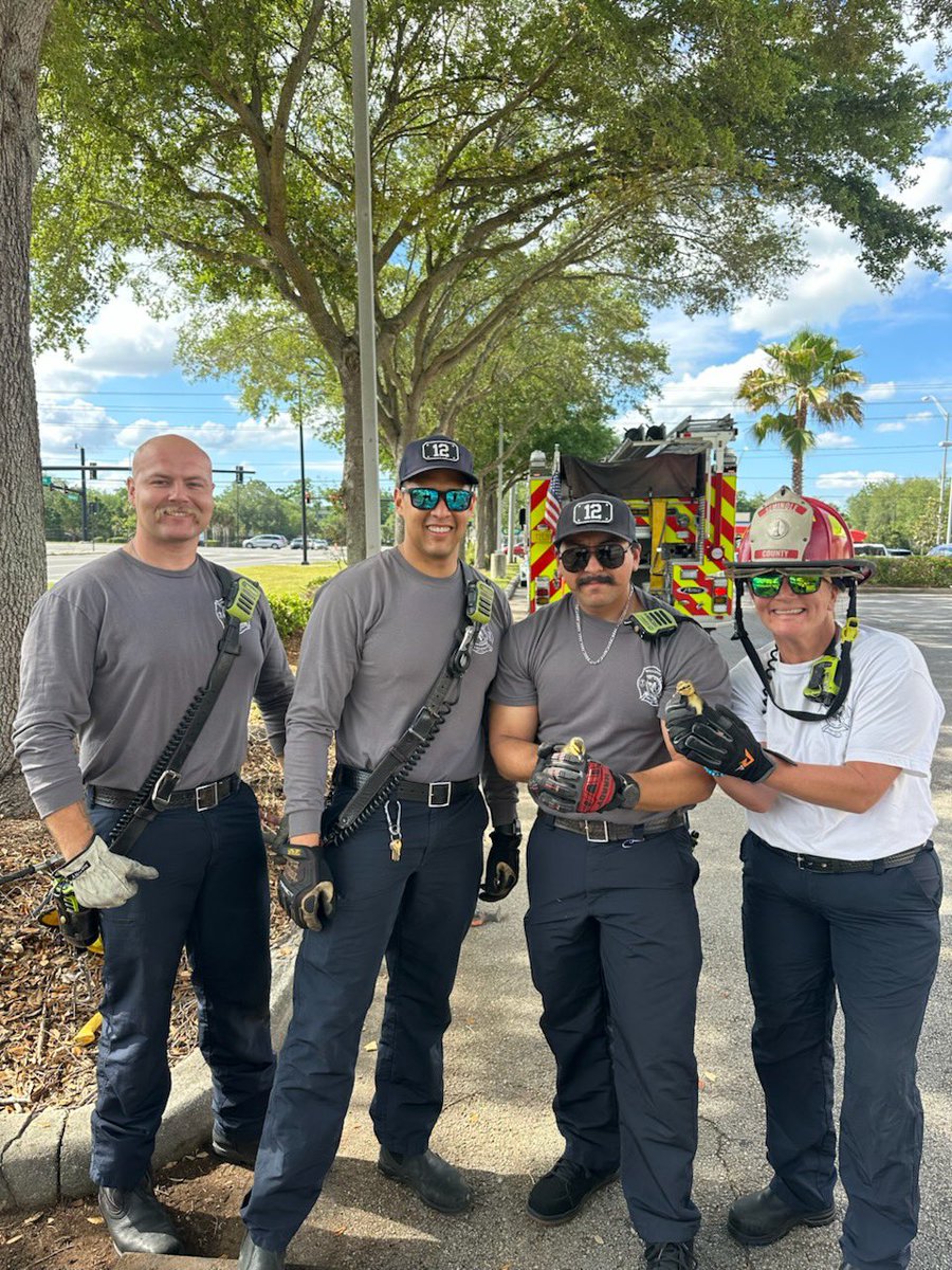 scfdpio's tweet image. What 🍀 lucky duckies 🦆 Seminole County Fire Station 12 &amp;amp; @AltamontePolice helped save ducklings from a storm drain and reunited with mom. 
📍@CityofAltamonte #Springtime