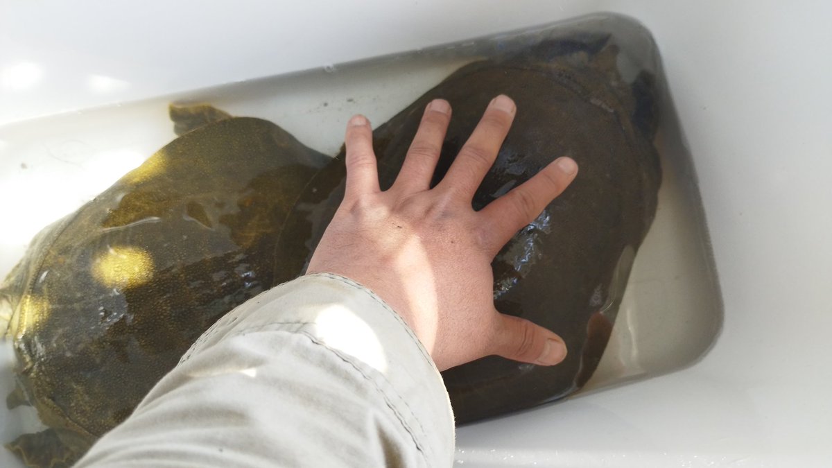 田舎のゆうたろう tweet media