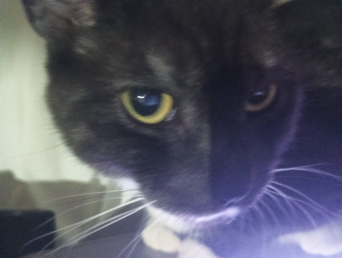 🏳️‍⚧️ serial experiments elisa tweet media