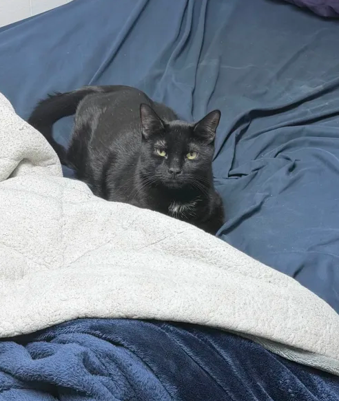 Iris||Vtuber tweet media