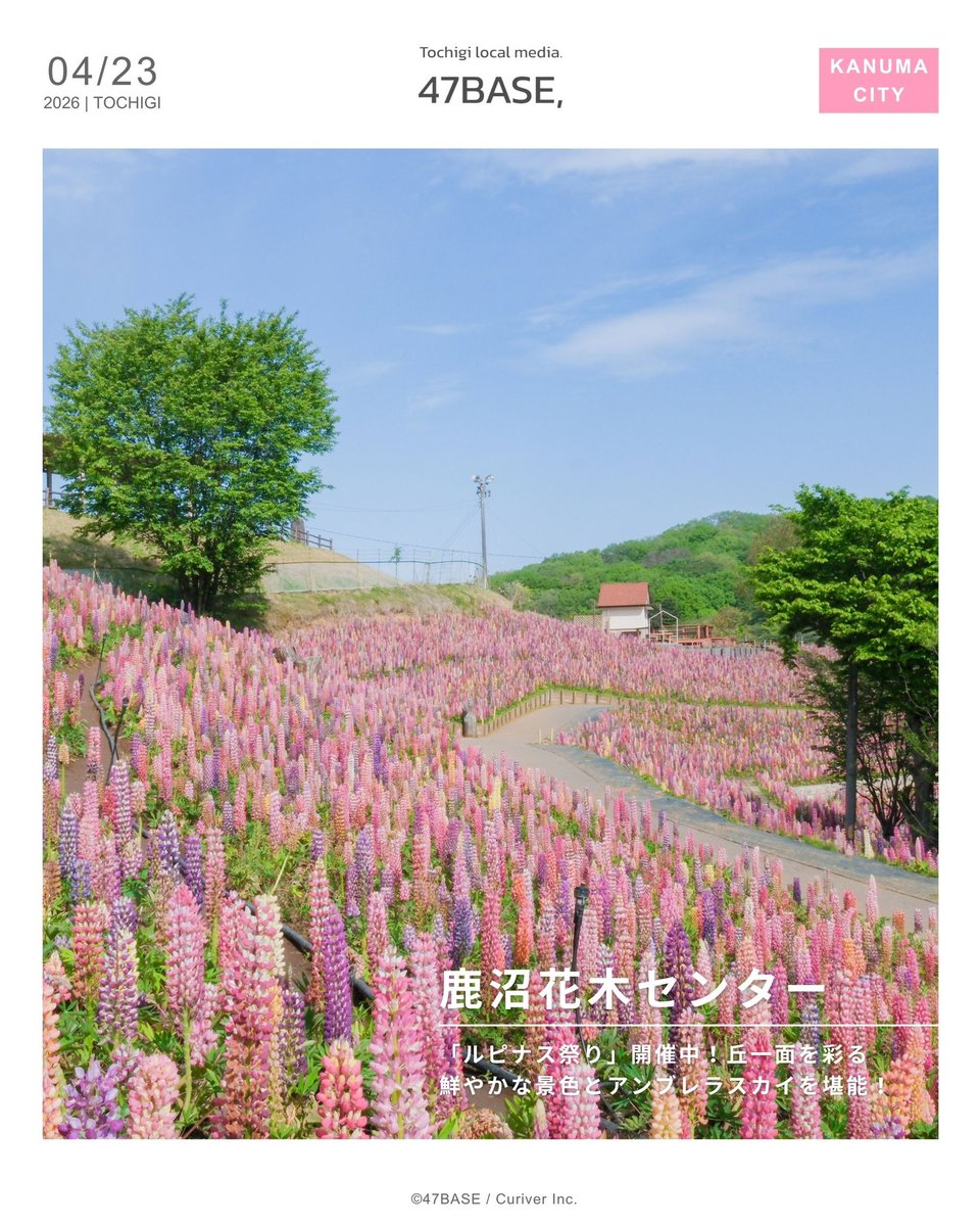 47base_jp's tweet photo. 栃木でお花見、次はここ！
鹿沼のルピナスも今めちゃくちゃ綺麗🥰✨
まるで花の絨毯を広げたような絶景！
直売所で鹿沼シウマイや新鮮な野菜も買えるから、手ぶらで帰れないのが唯一の難点🤣 https://t.co/YJtYLbYIUT