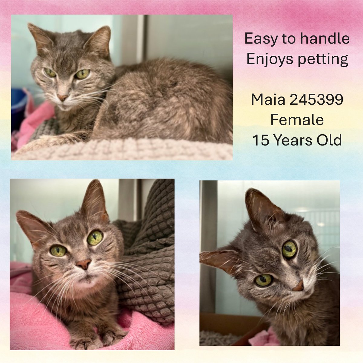 DubJH1009's tweet image. facebook.com/photo/?fbid=13… #HelpASAP #RedAlert #DoSomethingNow #Mayday #SOS #HelpNow #Desperate #Urgent #PleaseSaveNow #nyc #cats