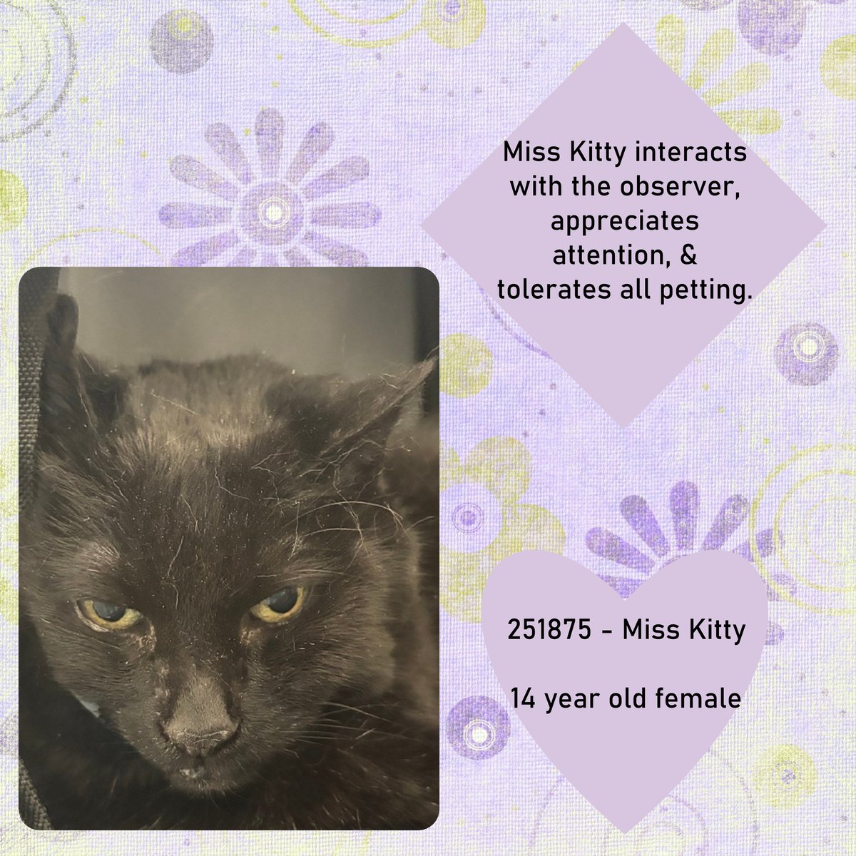 DubJH1009's tweet image. facebook.com/photo/?fbid=13… #HelpASAP #RedAlert #DoSomethingNow #Mayday #SOS #HelpNow #Desperate #Urgent #PleaseSaveNow #nyc #cats