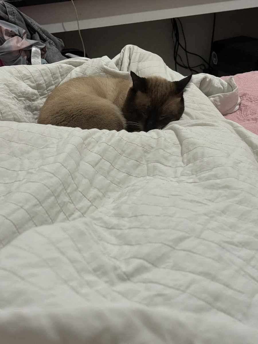 liviazinha ღ ⚢ tweet media