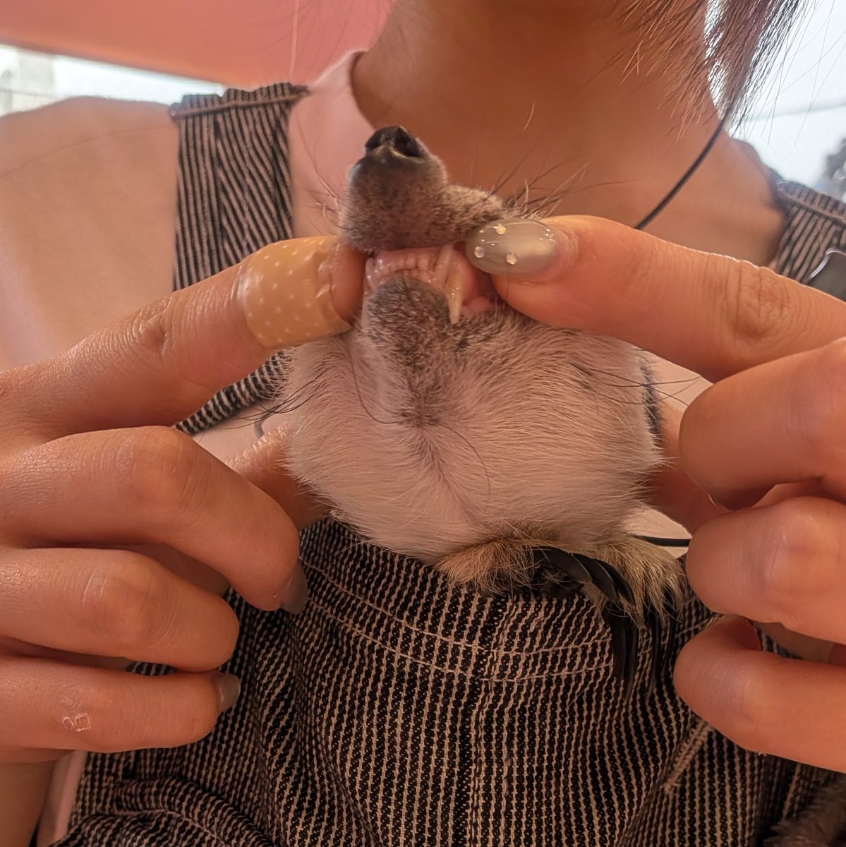 まゆこげ🦉 tweet media