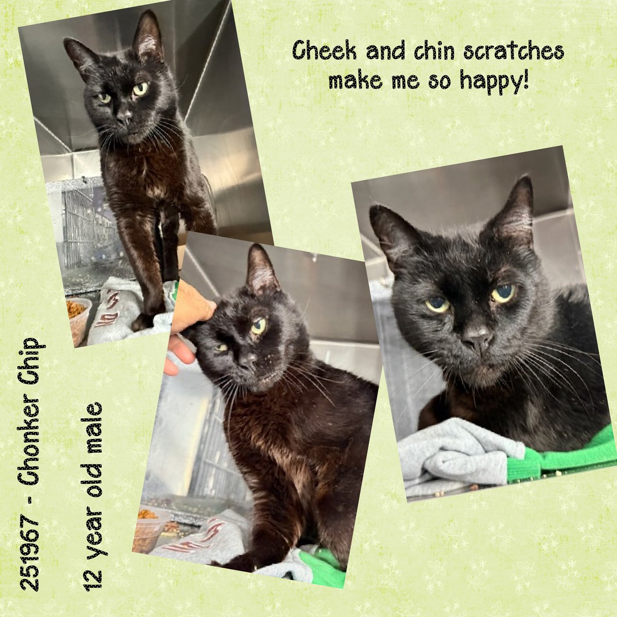 DubJH1009's tweet image. facebook.com/photo/?fbid=13… #HelpASAP #RedAlert #DoSomethingNow #Mayday #SOS #HelpNow #Desperate #Urgent #PleaseSaveNow #nyc #cats