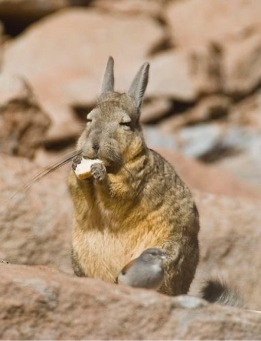 Tendencias tweet media