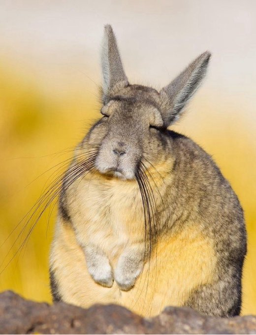 Tendencias tweet media