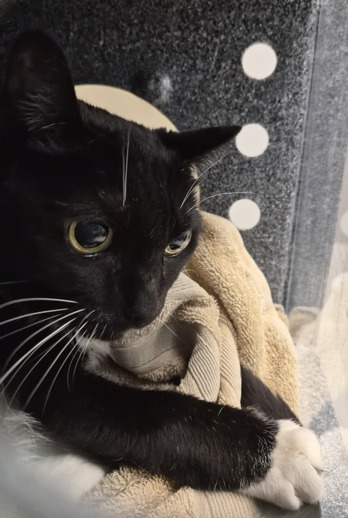 DubJH1009's tweet image. facebook.com/media/set/?van… #ALLSCHEDULEDTODIE #EMERGENCY #SOS #ALLMUSTBESAVEDASAP #ALLWILLBEKILLED #DOSOMETHINGPLEASE #HELPIMMEDIATELY #MAYDAY #REDALERT #URGENT #SOS #CRITICAL #DESPERATE #nyc #cats