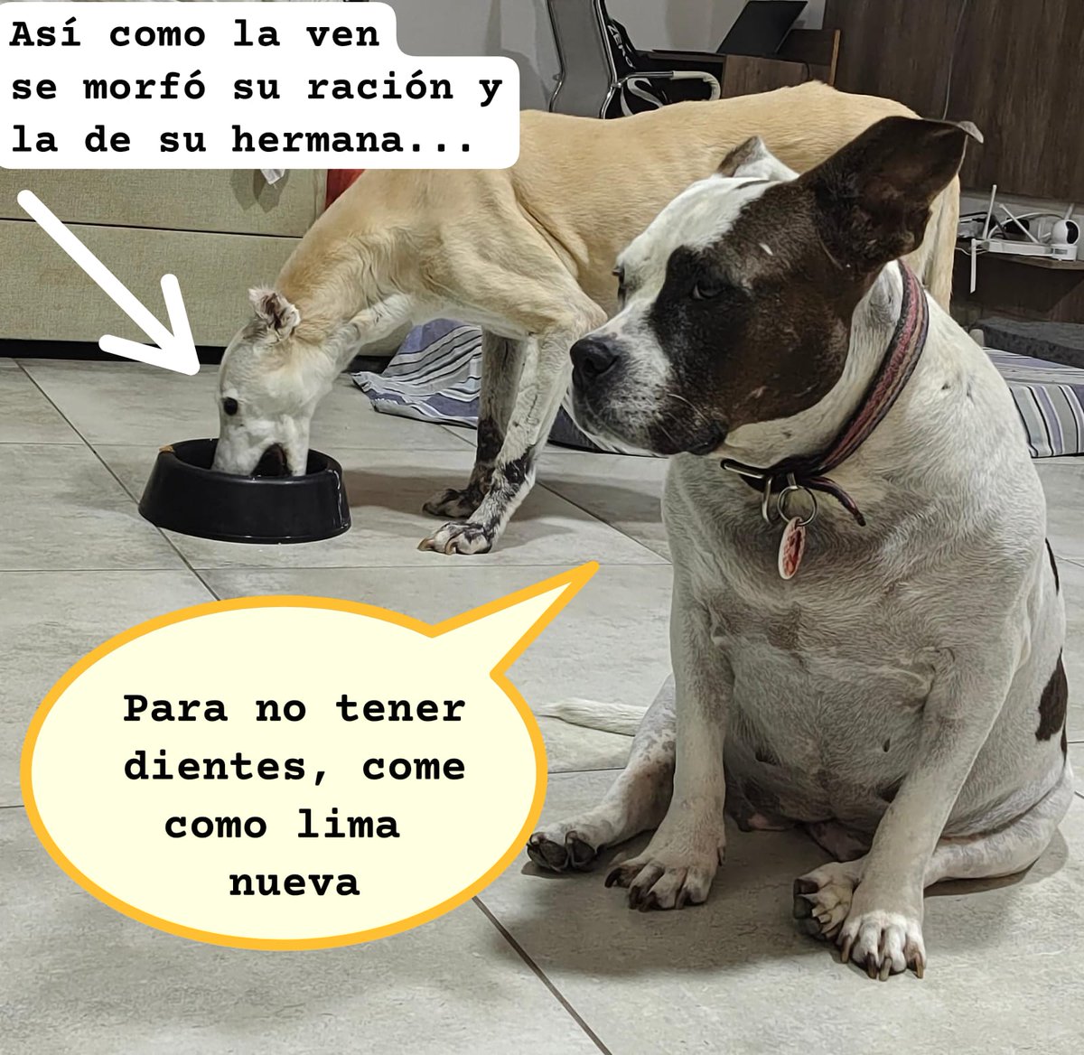 Masha se siente mal y no quiso comer toda su ración. De golpe Pancha con todos sus años y sus achaques dijo "bueno, más para mí..." Y se zampó el plato ajeno sin ningún remordimiento.