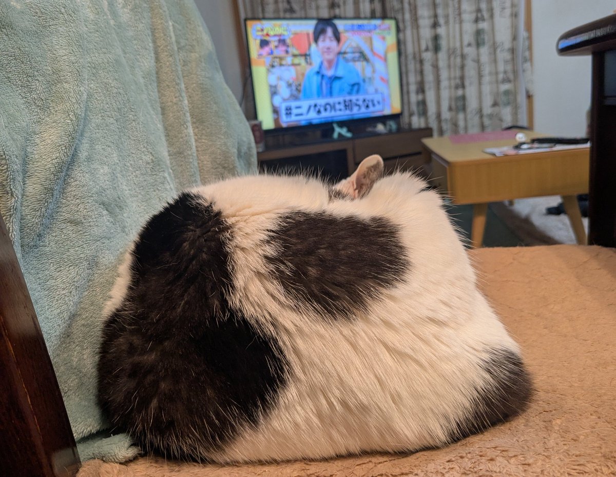 山法師（法信佑） tweet media