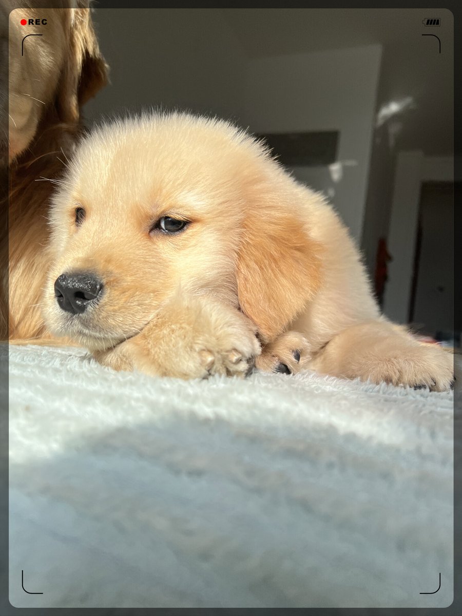 gyenis sandor  tweet media