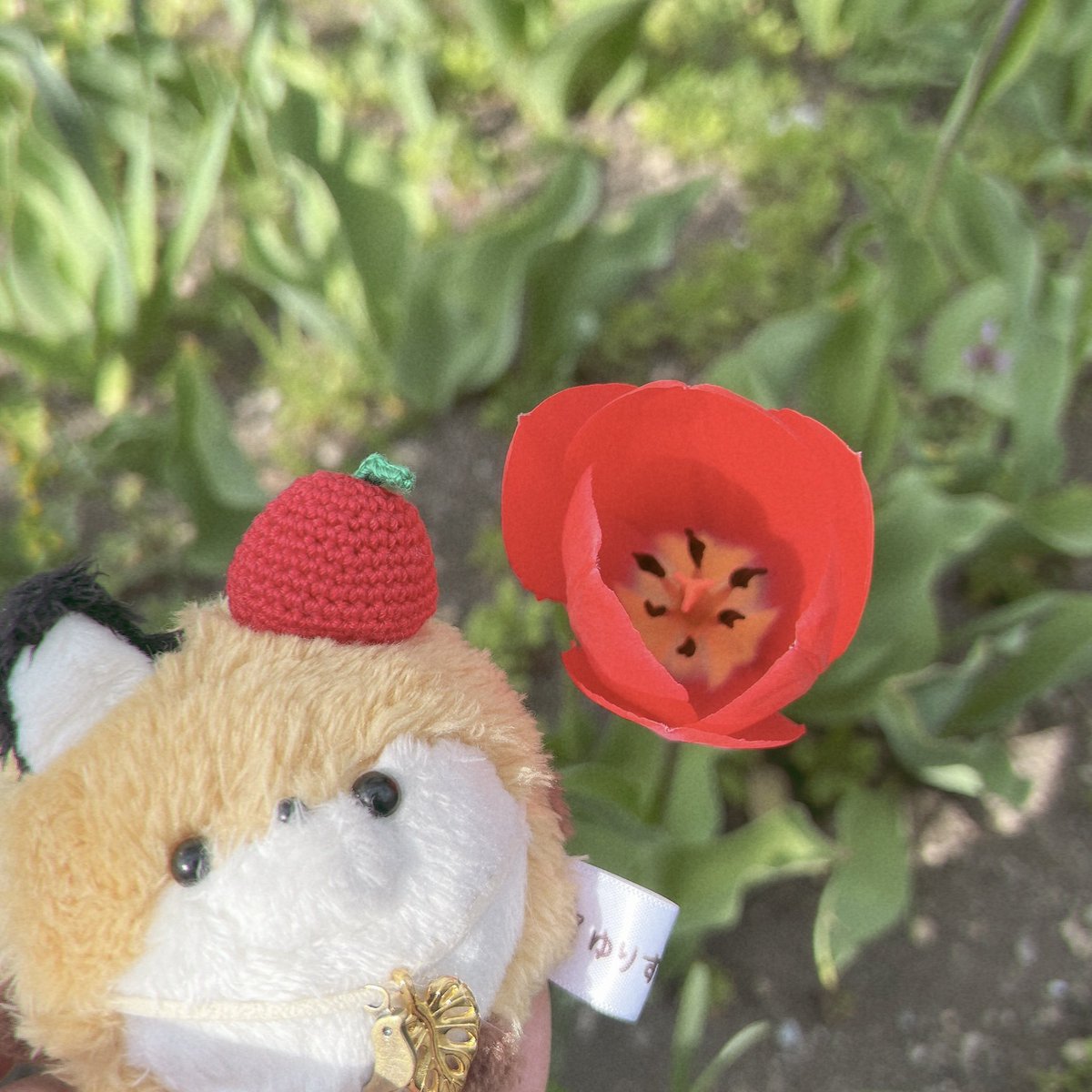 よんぬ. tweet media