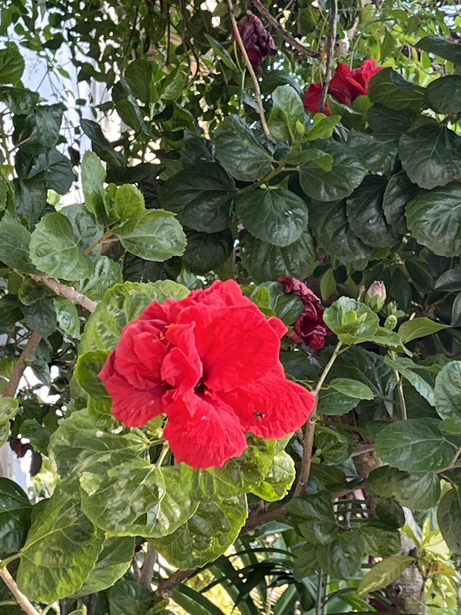 FernandaPitacco's tweet image. 🍃🍃🍃Mi pintura particular 🎨🍃

#Foto: Mia ☀️ 
#cores
#naturaleza 
#flores