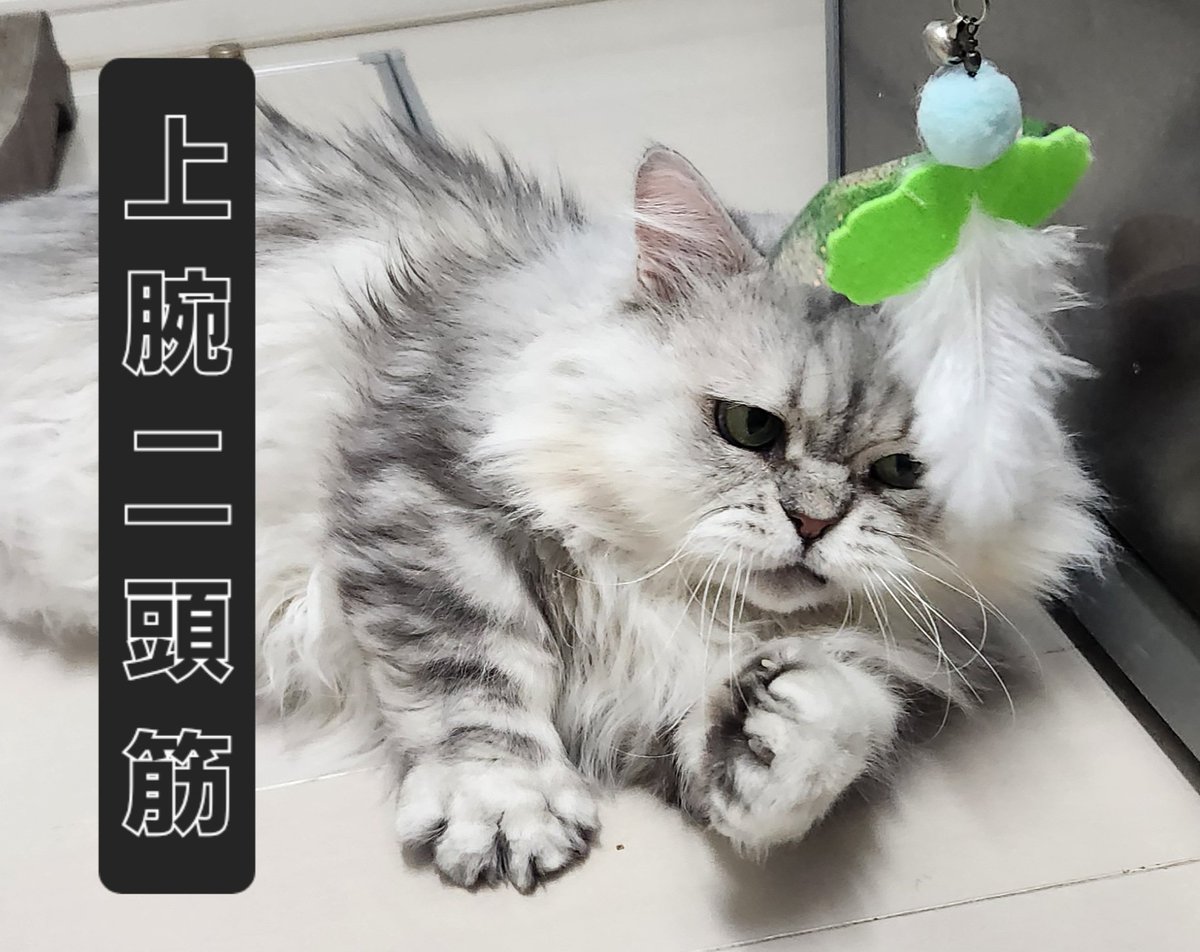 トレーニングに励む西やん。
#自慢の二の腕
#上腕二頭筋