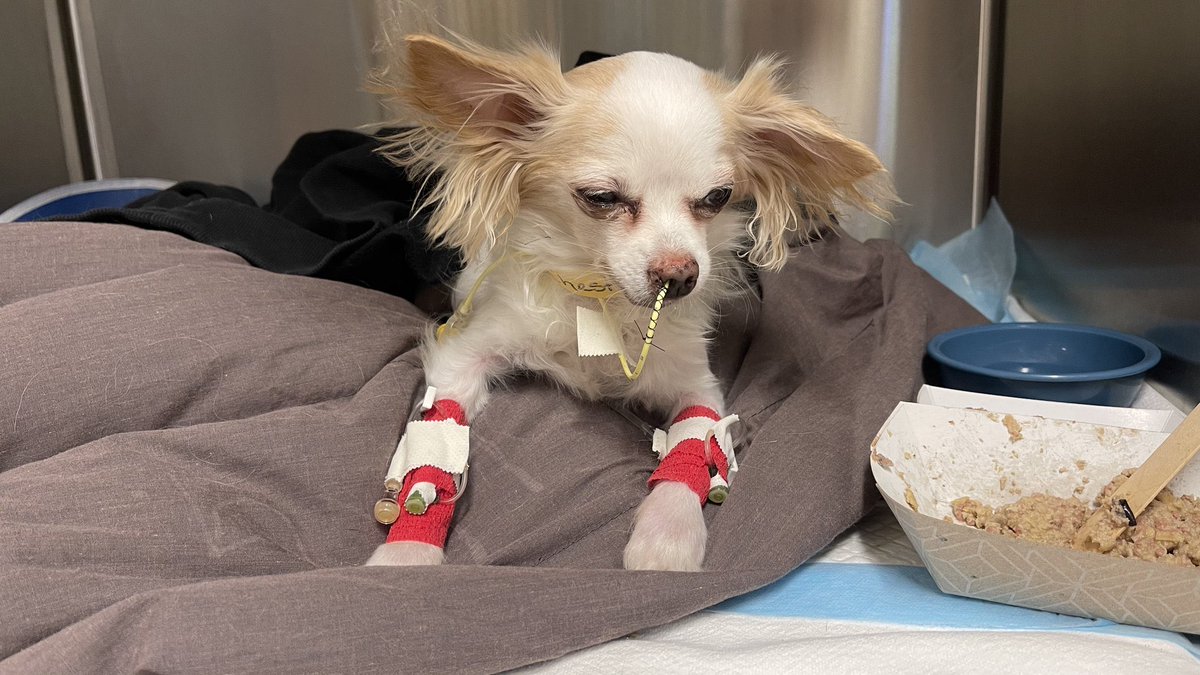 Stella X tweet media