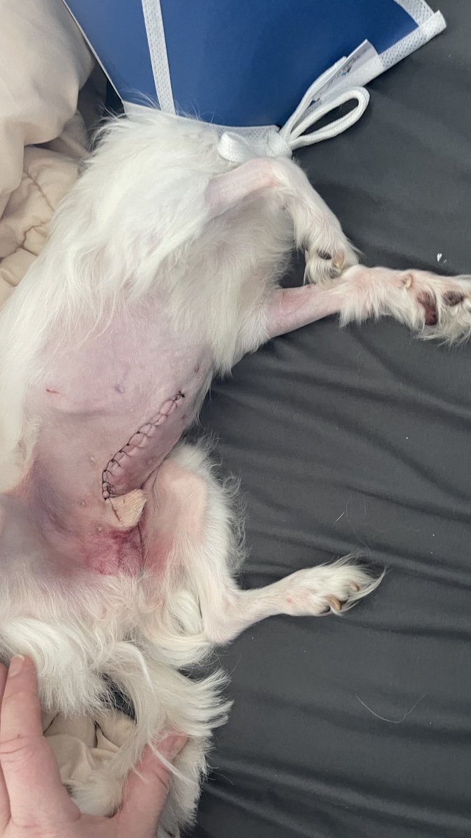 Stella X tweet media